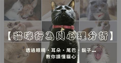 貓咪喜歡的東西|附圖【貓咪行為與心理分析】透過眼睛、耳朵、尾巴、鬍子…教你。